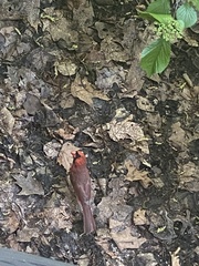 Cardinalis cardinalis
