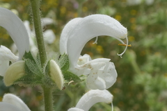 Salvia argentea