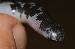 Afrotyphlops mucruso