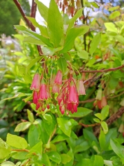 Vaccinium cylindraceum