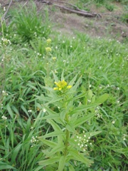 Erysimum hieraciifolium