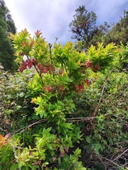Vaccinium cylindraceum