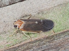 Synecdoche impunctata