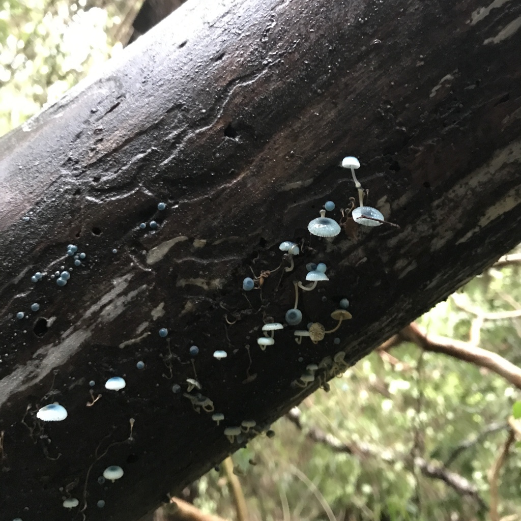 Mycena cyanocephala