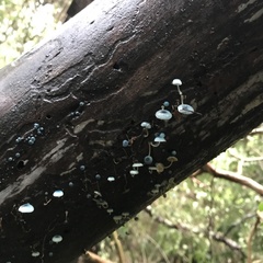 Mycena cyanocephala