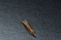 Ancylis diminuatana