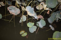 Nelumbo nucifera
