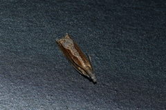 Ancylis diminuatana