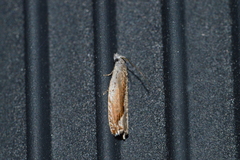 Ancylis diminuatana