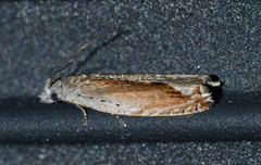 Ancylis diminuatana