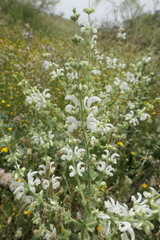 Salvia argentea