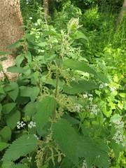 Urtica galeopsifolia
