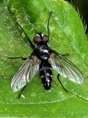 Phyllomya