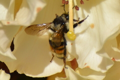 Bombus vancouverensis vancouverensis