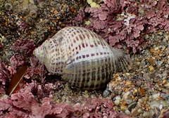 Acanthinucella
