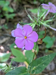 Phlox carolina