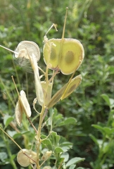 Biscutella auriculata