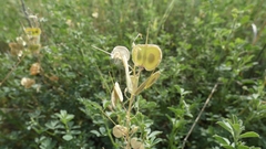 Biscutella auriculata