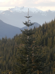 Abies amabilis