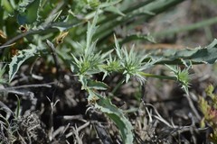 Eryngium aristulatum