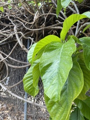Beaumontia grandiflora