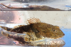 Myoxocephalus