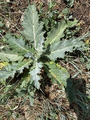 Onopordum acanthium acanthium