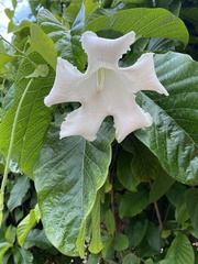 Beaumontia grandiflora