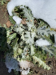 Onopordum acanthium acanthium