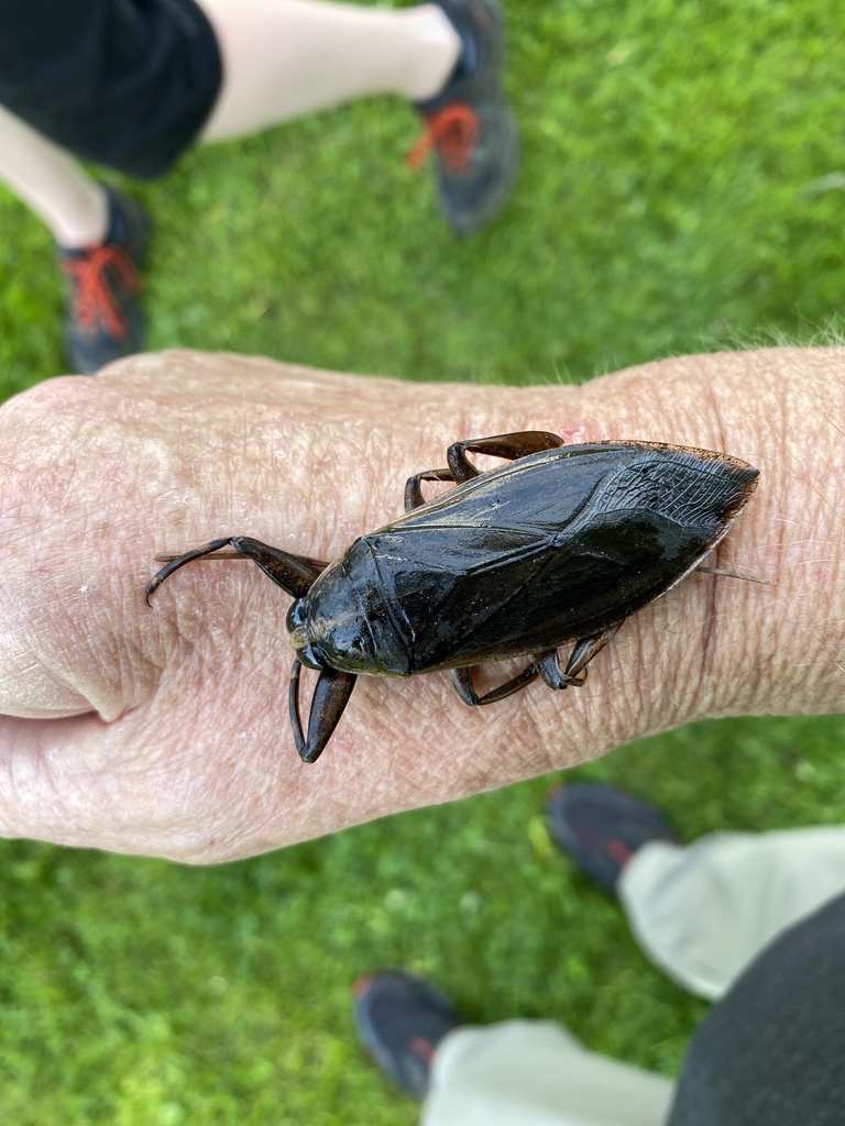 Eastern Toebiter from Cedar Bay Rd, Port Colborne, ON, CA on May 21