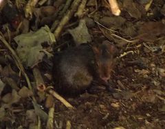 Dasyprocta fuliginosa