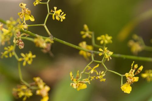 Epidendrum heteranthum Lindl. 4