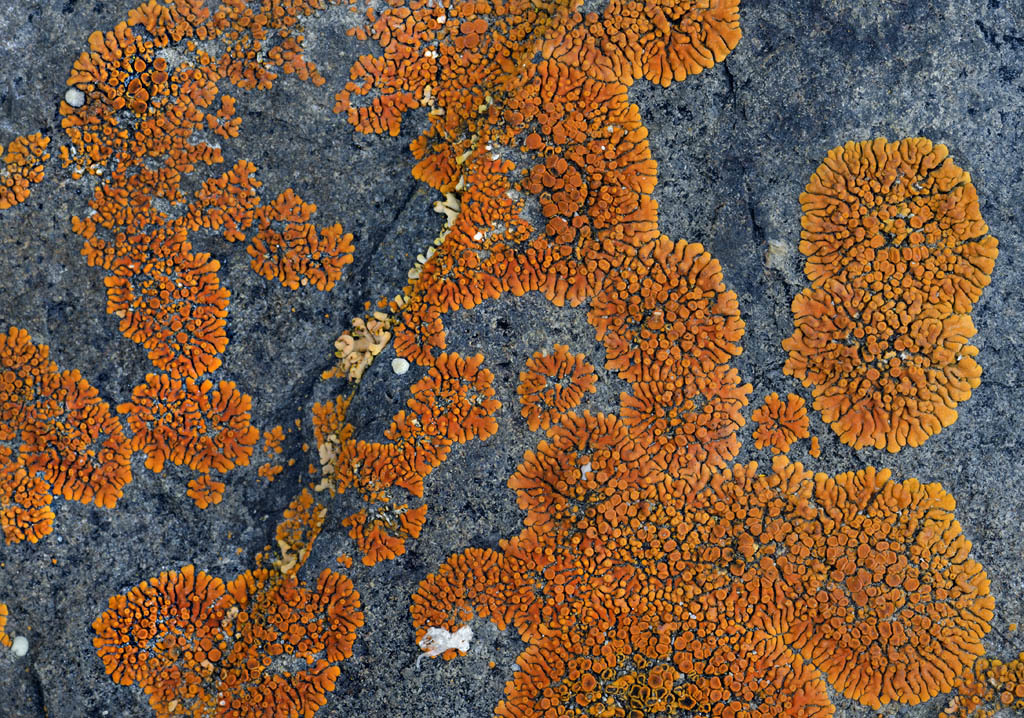 Elegant Sunburst Lichen (Fungi, Lichens &amp; Mosses of Glacier National ...