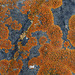 Elegant Sunburst Lichen - Photo (c) Richard Droker, some rights reserved (CC BY-NC-ND)