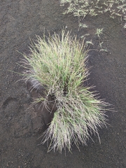 Festuca petraea