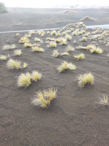 rock fescue