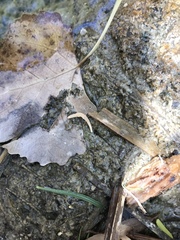 Tryonia quitobaquitae