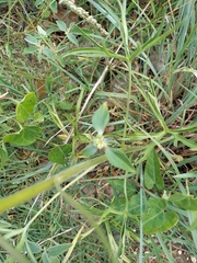 Delphinium carolinianum virescens