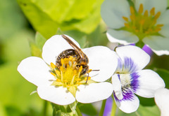 Andrena alleghaniensis