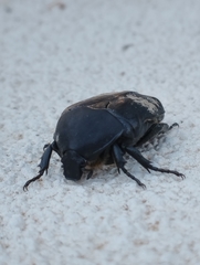Protaetia morio