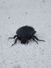 Protaetia morio