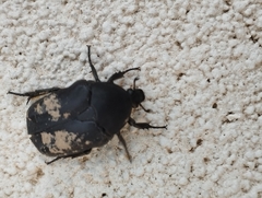 Protaetia morio