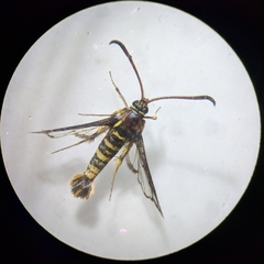 Synanthedon bibionipennis