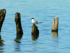 Sterna hirundo