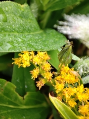 Solidago azorica