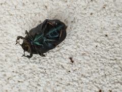 Protaetia morio