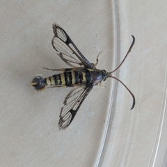 Synanthedon bibionipennis