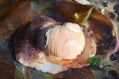 Cryptonatica aleutica