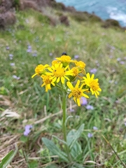 Tephroseris integrifolia maritima
