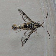 Synanthedon bibionipennis